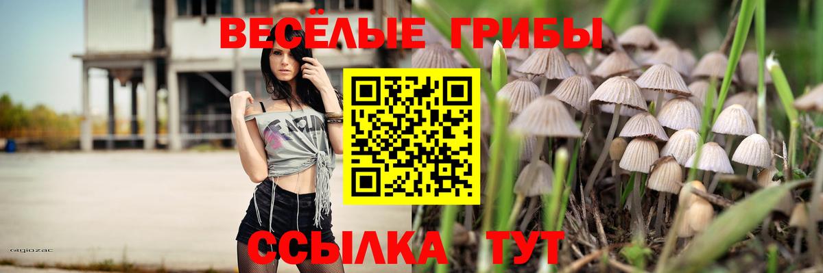 Галлюциногенные грибы Psilocybe Клин
